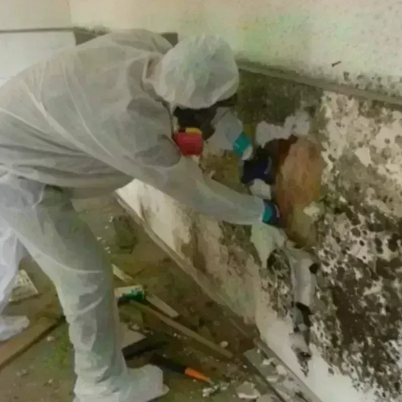 Mold Remediation and Removal in Littlefield, TX